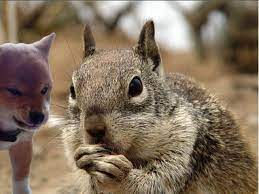 An Open Letter To Squirrels From Dogs On National Squirrel Appreciation Day Squirrel Appreciation Day Dogs Of The World Squirrel
