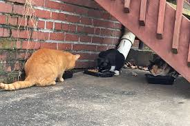 It does not allow itself to be handled or touched, and usually remains hidden from humans. Feral Cats Abound In Arlington Arlnow Com