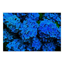 The 'blue flower' in literature and film is often used to represent otherworldliness and inspiration, such as the examples found in a these are the flowers most commonly argued over when debating true blue flowers. Big Dark Blue Flowers Hydrangea Photography Poster Zazzle Co Uk