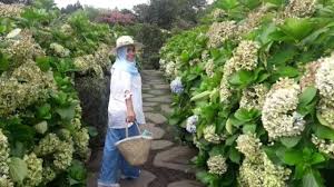 Taman jenderam murni taman kampar putra taman kheng tian taman jade view taman kencana pandan indah taman jasmin kajang taman krubong utama. Merekahnya 500 Jenis Tanaman Camelia Di Taman Bunga Jeju Korea Selatan Youtube