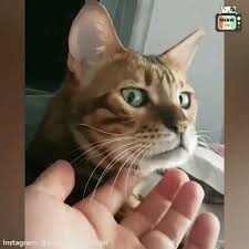 When Bae Is Mad At You Compilation Video In 2020 Funny Animal Videos Cute Funny Animals Funny Animals
