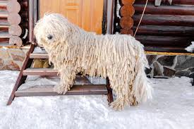 Image result for Komondor