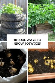 Growing potatoes using waste products add beauty to the outdoor garden. 10 Cool Ways To Plant And Grow Potatoes Gardenoholic