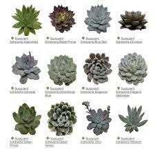 succulents a 101 guide my soulful home