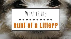 This page is about the various possible meanings of the acronym, abbreviation, shorthand or slang term: What Is The Runt Of A Litter Find Out More Share Your Pet
