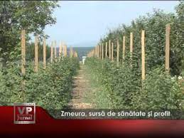 Zmeura, o cultură care aduce profit chiar și în decembrie. Zmeura Sursa De Sanatate Si Profit Youtube