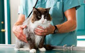 Heart Murmurs In Cats Vca Animal Hospital