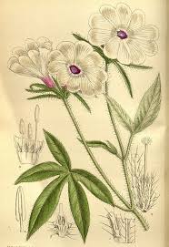 Image result for Ipomoea pes-tigridis