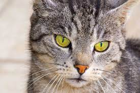 What Is The Average Lifespan Of A Cat Canna Pet
