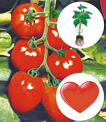 May 04, 2017 · cellar tours. Herz Tomate Fleurette F1 1a Qualitat Kaufen Baldur Garten