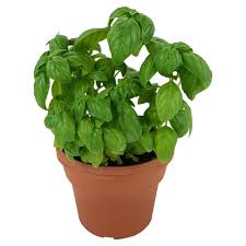 The standard italian basil plants depending upon the species, you can grow few to one in a pot of that size (assumed dimension in. How To Grow Basil In An Indoor Pot Or Outdoors Apartment Therapy