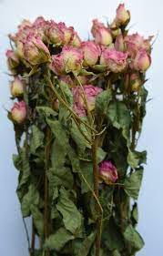 Nature's pressed has pressed garden flowers and foliage available all year 'round. Pink Roses Dried Bunches Wholesale Dried Flowers Daisyshop
