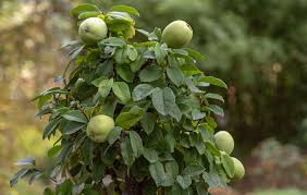 We did not find results for: Quince Tree Care And Growing Guide