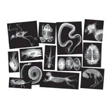Animal X Rays For Vet And Science Play Animal Study Pets Preschool Animal Theme