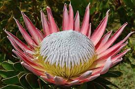 Valentine Oduenyi Protea Southafrica Flower Flower Images Trees To Plant King Protea
