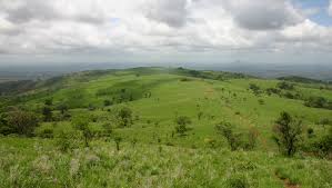 Image result for Brachystephanus holstii