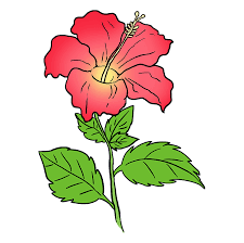 How To Draw A Hibiscus Really Easy Drawing Tutorial Some fur, the nose, and a lower tooth. how to draw a hibiscus really easy