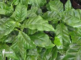 Image result for Coffea