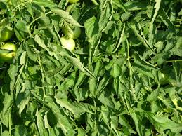 The bottom line is that without nitrogen, your plants can't grow. Tomato Plant Physiological Leaf Roll Cromalinsupport