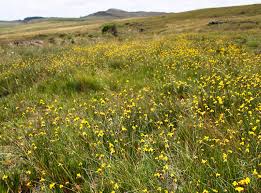 Image result for Xyris schliebenii