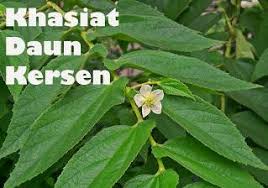 Find resources and connect with community. Pokok Kersen Yang Mungkin Aqisyah Cosmetik Murah Facebook