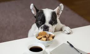 We do not sell, recommend. Starting Dog Food Business Profitable Business Plan Sample Makeinbusiness