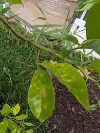 Hello all! Looking to tap into the hive mind here. Our family has recently  gone into escrow