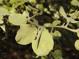 Image result for Balanites maughamii