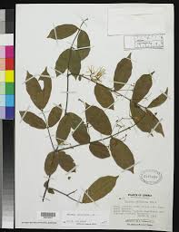 Image result for Baissea