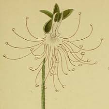 Image result for Holothrix longiflora