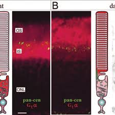 Check spelling or type a new query. Subcellular Localization Of Transducin And Centrin In Mouse Retinas A Download Scientific Diagram
