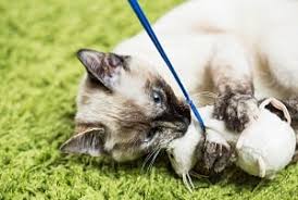 However, all breeds are prone to certain genetic problems. 10 Reasons Siamese Cats Bite Faqcats Com