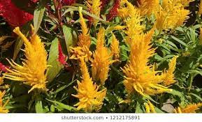 Prince Of Wales Feathers Celosia Flower In The Garden Flower Care Water Flowers Celosia Flower