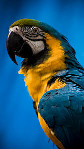 الببغاء المزركش (lorikeets) يعتبر من أجمل انواع الببغاوات حيث أنه ببغاء ملون، وهذا الببغاء يعيش لسنوات عديدة، ويتغذى على الرحيق وحبوب اللقاح، ولكنه لا يتناول البذور وهذا السبب هو ما يجعله غير مفضلًا لمربي الحيوانات. ØµÙˆØ± Ø¨Ø¨ØºØ§Ø¡ Ø¬Ø¯ÙŠØ¯Ø© ÙˆØ£Ø­Ù„Ù‰ Ø§Ù„ÙˆØ§Ù† Ø§Ù„Ø¨Ø¨ØºØ§Ø¡ Ø¨Ø¬ÙˆØ¯Ø© Hd Ø¹Ø§Ù„Ù… Ø§Ù„ØµÙˆØ±