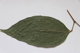 Image result for Tannodia swynnertonii