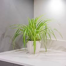 Image result for Chlorophytum galpinii