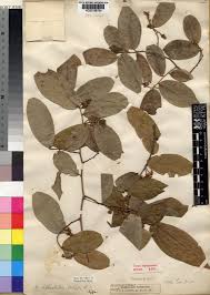 Image result for Uvaria tanzaniae