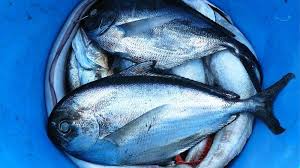 Maybe you would like to learn more about one of these? Arti Mimpi Melihat Ikan Dalam Jumlah Banyak Dan Beragam Warna Pertanda Baik Ini Tafsir Lainnya Halaman All Surya