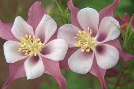 Swan Columbine Louisiana Super Plant Fall 2011