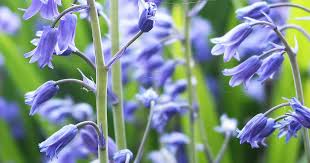 Maybe you would like to learn more about one of these? How To Grow And Care For Bluebells Lovethegarden