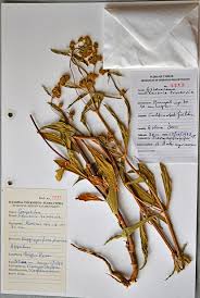 Image result for Flaveria trinervia