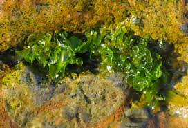 Image result for Ulva rigida