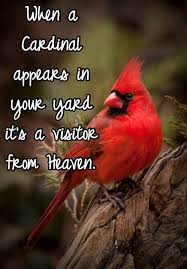 Beautiful Creation I Love When I See Them In The Yard Cardinal Birds Bird Quotes Red Birds