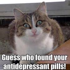 Grumpy Cat Twinkle Twinkle Little Star Google Search Funny Animals Cute Funny Animals Funny Cat Memes