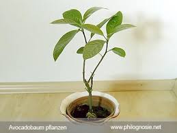 Planting Avocado Pull The Avocado Tree Yourself Planting Avocado Pulling The Avocado Tree Yourself Philognosie Best Picture Fo In 2020 Avocado Tree Plants Avocado