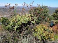 Image result for Crabbea velutina