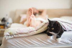 Why Do Cats Love To Attack You Under The Covers