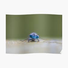 At big blue bug solutions, we take pride in our professional and environmentally responsible approached to pest control. Big Blue Bug Posters Redbubble