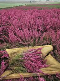 Heather Scotland Flowers Scotland Travel