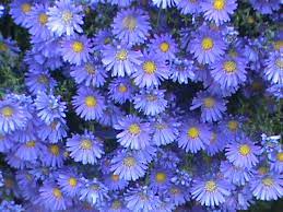 We did not find results for: Mums Vs Asters And How To Use Them In Your Landscape Hgtv